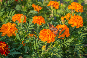 Monarch Butterfly feeding on Tagetes flower (marigold).