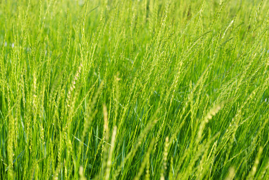 Fresh green grass background. Selective focus.