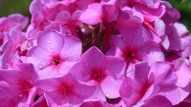 Garden phlox with natural audio sound