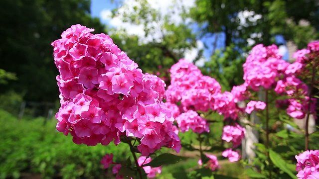Garden phlox with natural audio sound
