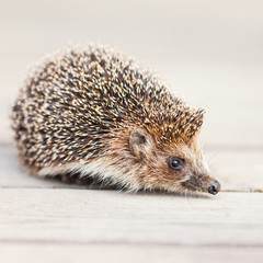 Hedgehog