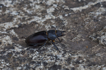 Male stag beetle with huge horns.