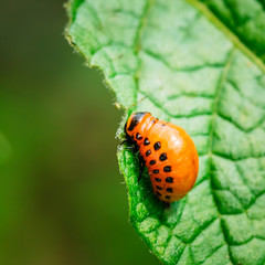 Macro shoot of potato bug on leaf