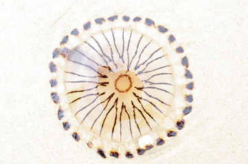 Qualle am Strand von Lacanau Ozean