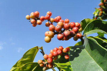 Antidesma velutinosum Blume