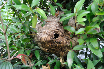 nests