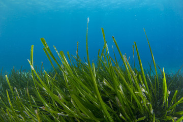Sea Grass Underwater