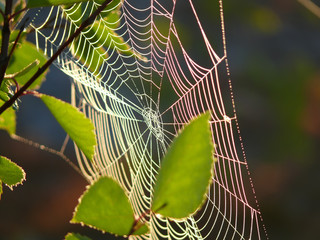 Cobwebs on the branch. The landscape of the Northern nature.