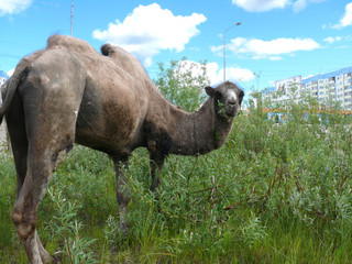 Zoo in the city of Nadym. Camel on the grass.