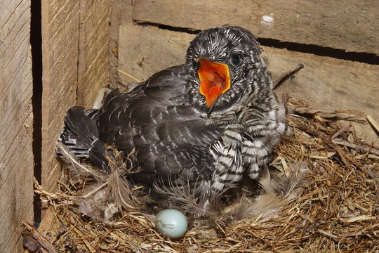 cuculo codirosso uccello