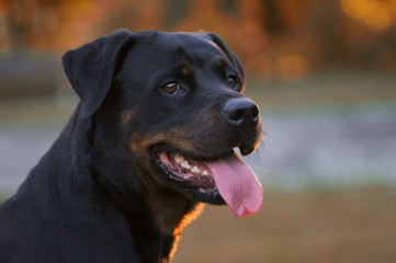 Hund Rottweiler