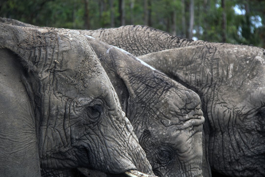 group of elephants closeup