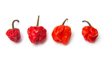Scotch bonnet chili peppers