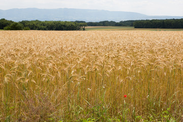 wheat field