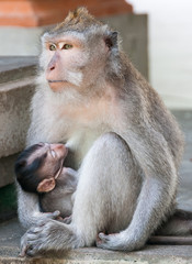 Lactating macaque