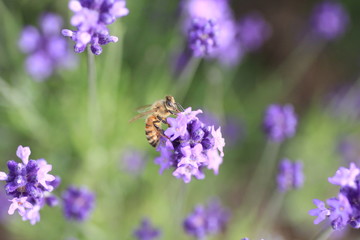 ラベンダーと蜜蜂