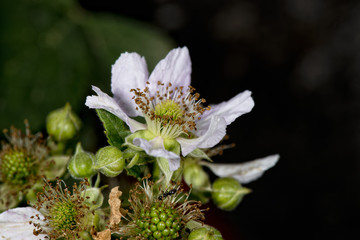 blackberry flower
