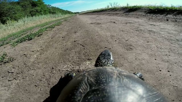 turtle going on the road
