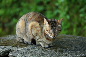 くつろぐ野良猫