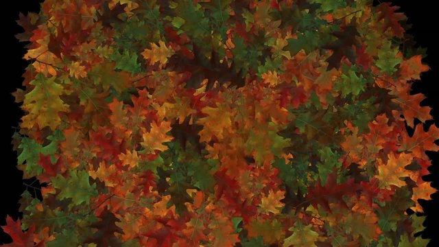 Fiori003