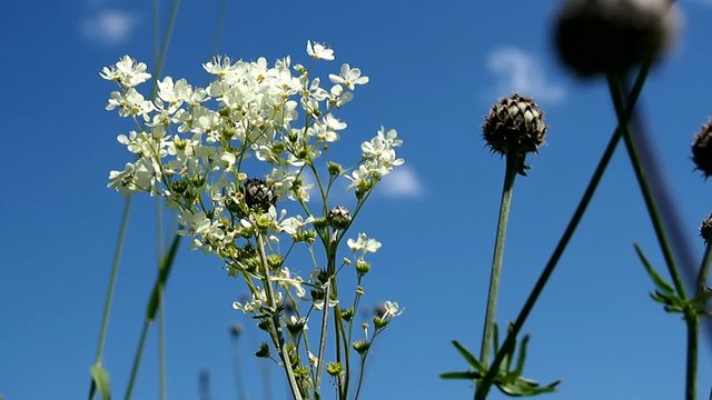 Blooming meadowsweet on a summer meadow