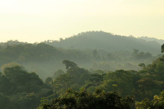 Jungle Mist Imagens – Procure 18 fotos, vetores e vídeos