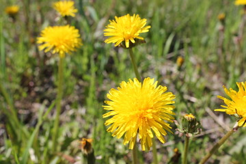 полевые цветы