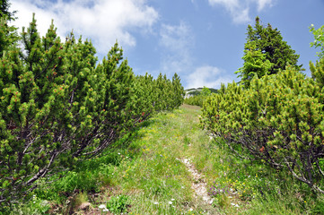 Fototapeta na wymiar Pinus mugo in the mountains