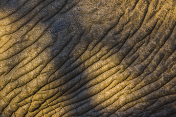 Fototapeta premium Detailed elephant skin texture