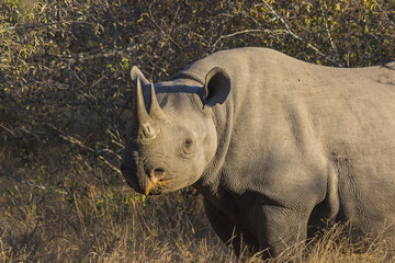 Black rhino in the wild