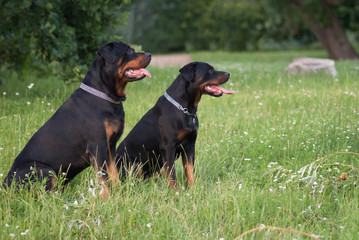 Zwei Rottweiler