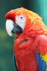 pappagallo uccello specie esotica