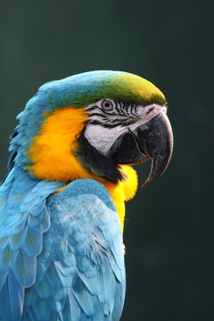 pappagallo uccello specie esotica