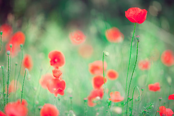 red poppy field  