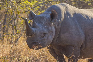 Black rhino in the wild