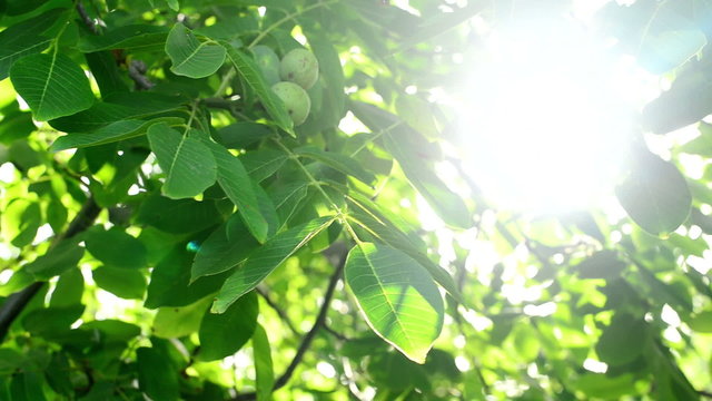 Morning Sunlight through walnut treetop and branches.