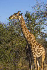Obraz premium Giraffe eating at the tops of trees