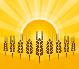 grain background with sun rays