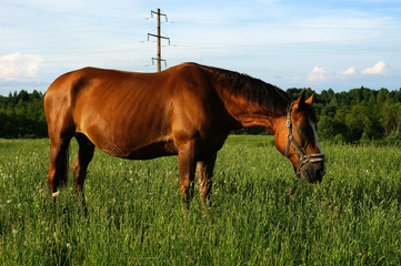 Fototapeta na wymiar лошадь