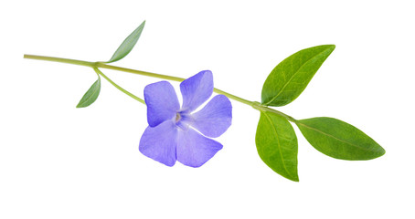 Periwinkle, Vinca minor isolated on white background