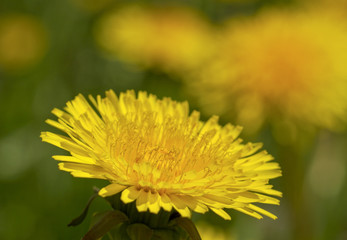 Yellow dandelions.