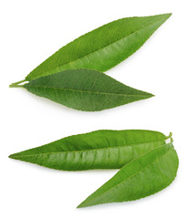 Peach leaf isolated on white background