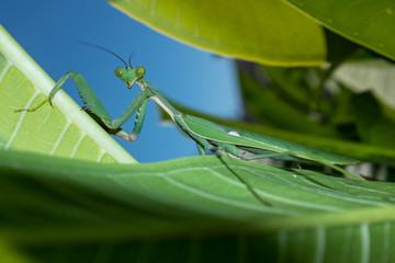 Praying mantis