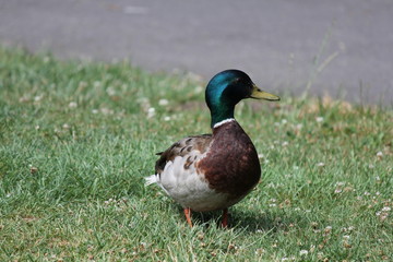 Un canard qui se promène dans un parc