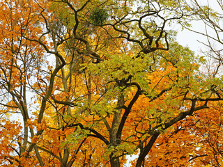Autumnal silhouettes of trees