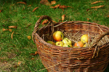 Wicker basket with organic apples