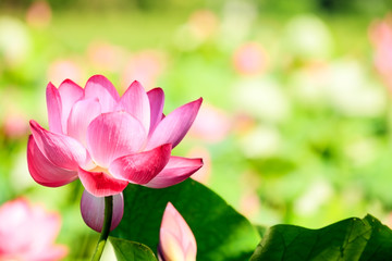 Obraz premium Beautiful pink waterlily or lotus flower in pond
