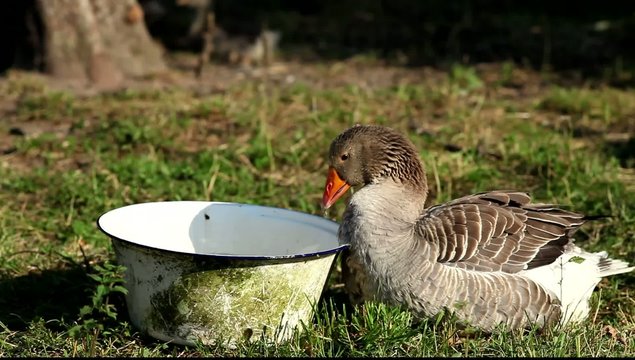 Domestic Goose Washes in the Pelvis. Goose swiming.