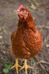 Happy Hen