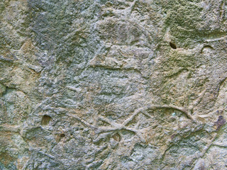 Fossilien im Sandstein